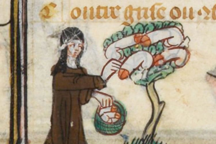 Medieval illustration of a ‘penis tree,’ symbolizing sensational content in early media.